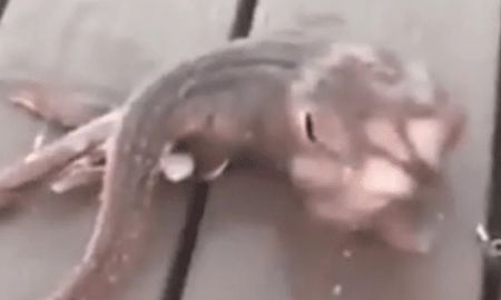 video: la extrana criatura marina que descubrieron en una peninsula neoyorkina video: la extrana criatura marina que descubrieron en una peninsula neoyorkina