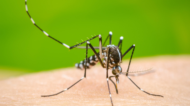 El dengue no da tregua: crecen los casos fatales y los contagios