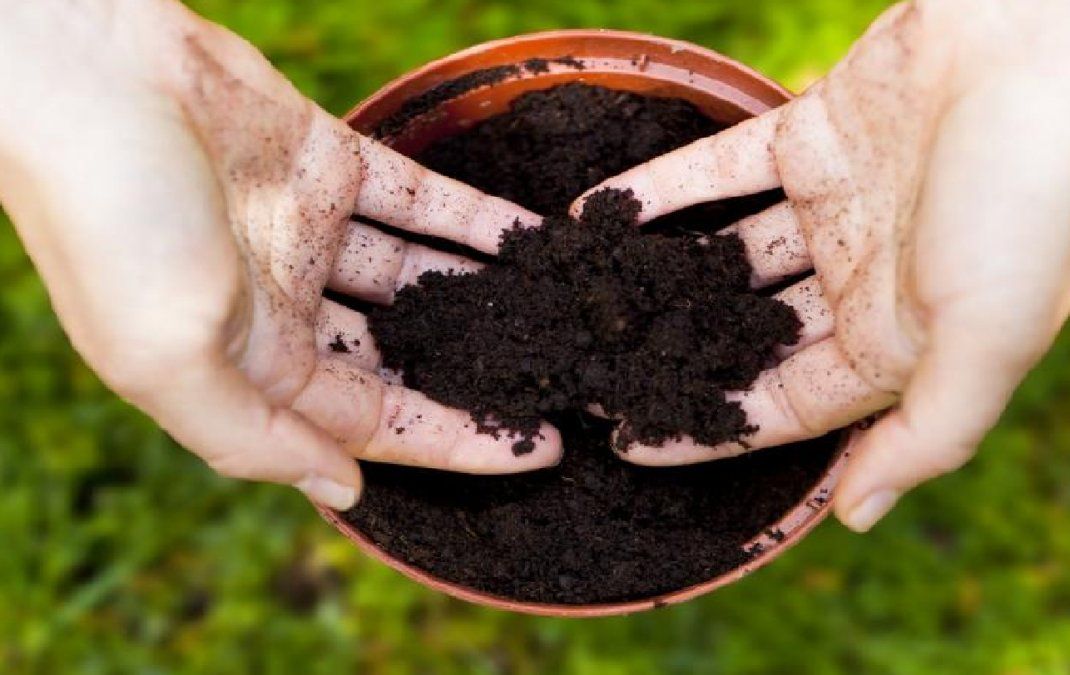 Trasplantar con un nuevo sustrato y buen drenaje