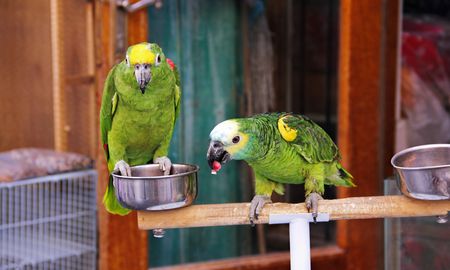 La psitacosis es una enfermedad zoonótica asociada a mascotas no convencionales, como loros y cotorras. La psitacosis es una enfermedad zoonótica asociada a mascotas no convencionales, como loros y cotorras.