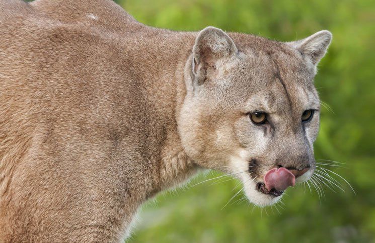 Tiene siete años, fue atacado por dos pumas y casi muere desangrado