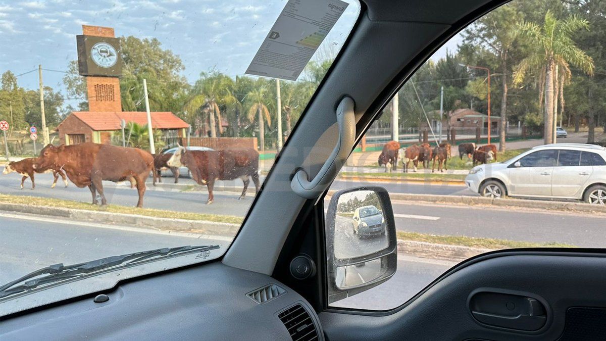 Al menos 10 vacunos sueltos sobre la ruta 1 pusieron en peligro a los automovilistas Al menos 10 vacunos sueltos sobre la ruta 1 pusieron en peligro a los automovilistas