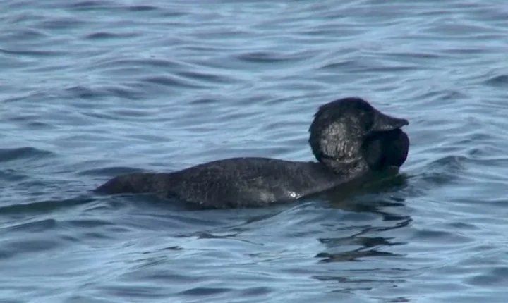 La investigadora Carel Ten Cate, del Instituto de Biología de Leiden en los Países Bajos se lanzó a estudiar a Ripper