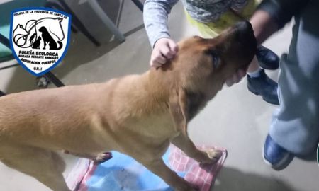 Atropellaron a un perro en avenida Blas Parera Atropellaron a un perro en avenida Blas Parera
