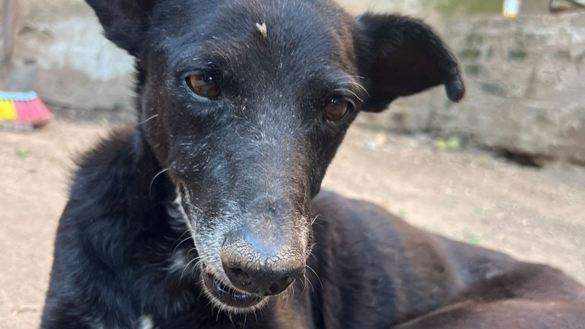 Cartucho fue asesinado por dos ladrones que le pegaron una patada, cuando ingresar a robar una bicicleta por el patio de la veterinaria. Cartucho fue asesinado por dos ladrones que le pegaron una patada, cuando ingresar a robar una bicicleta por el patio de la veterinaria.