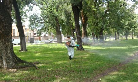 Fumigan en los espacios verdes de la ciudad para bajar la densidad de mosquitos. Fumigan en los espacios verdes de la ciudad para bajar la densidad de mosquitos.