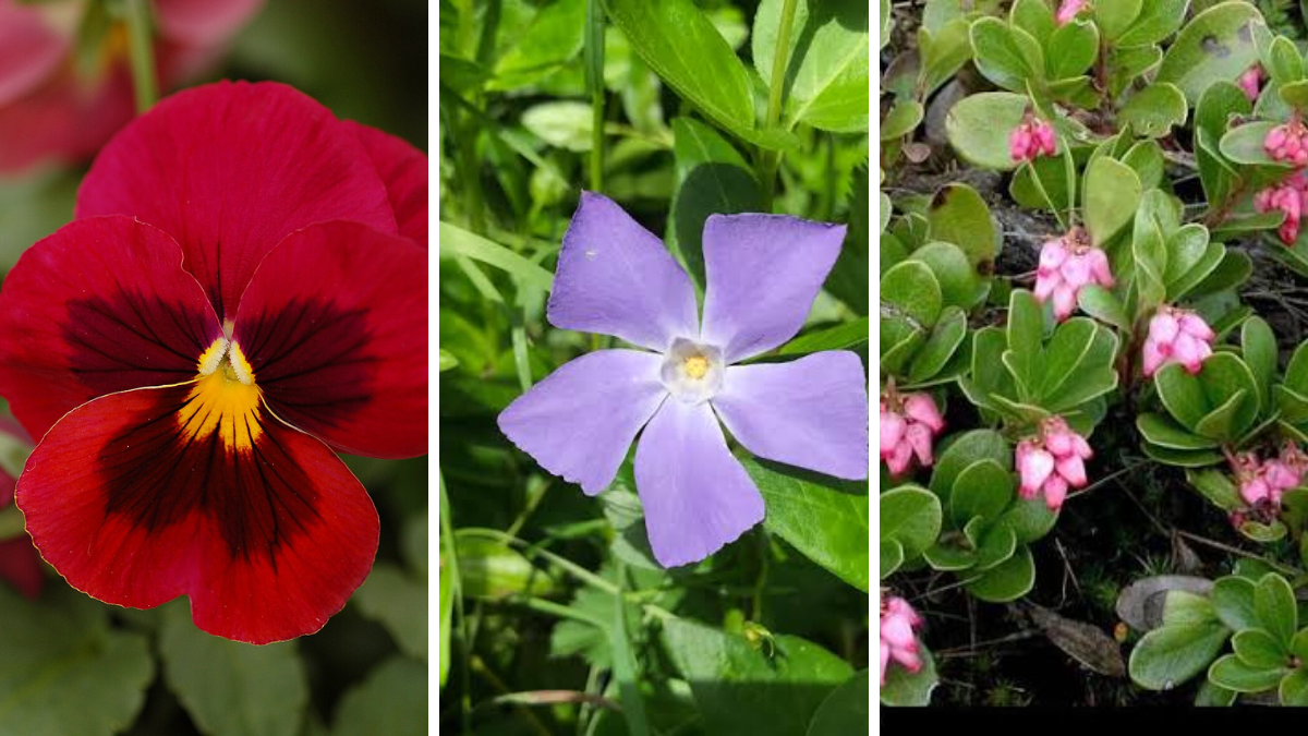 Plantas: pensamientos, vincas y Gayuba. Plantas: pensamientos, vincas y Gayuba.