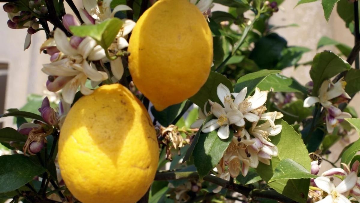 El truco de jardineros expertos para que el limonero florezca y tu planta se fortalezca.