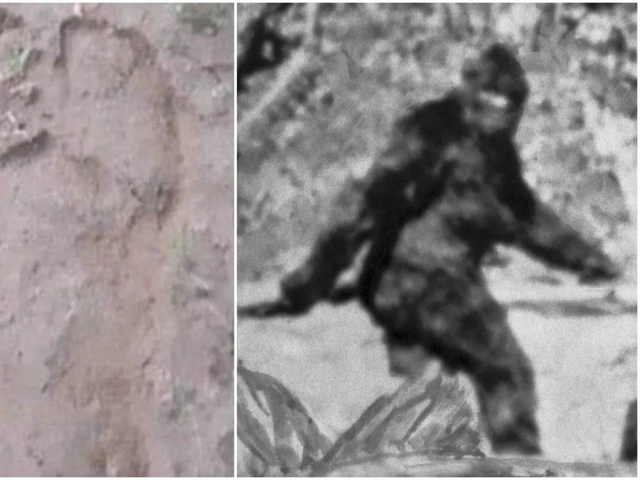 Crece el pánico por el Ucumar en el sur de Salta: es una mezcla de gorila