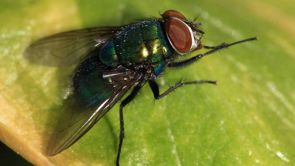 ¿Por qué las moscas se frotan las