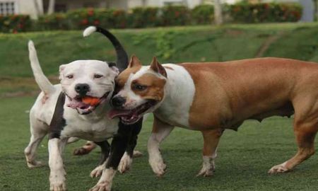 “En la vida pública no debe existir ni perro suelto ni perro sin bozal”, dijo el referente de Imusa. “En la vida pública no debe existir ni perro suelto ni perro sin bozal”, dijo el referente de Imusa.