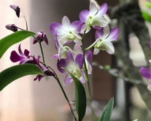 El Feng Shui recomienda colocar la orquídea en estos espacios para favorecer la armonía y la buena energía.