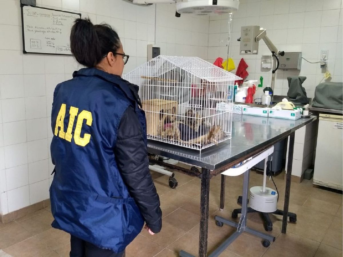 El mono fue puesto bajo la guarda del área de Delitos Ambientales de la AIC.&nbsp;
