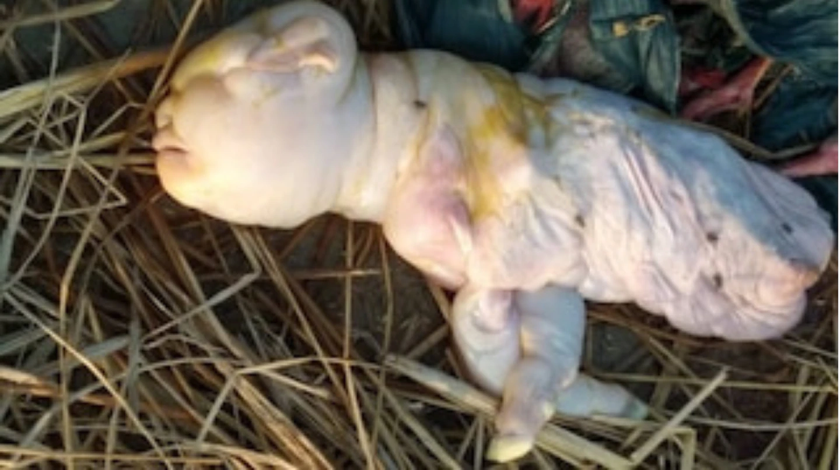 El cabrito naci&oacute; muerto, pero eso no fue obst&aacute;culo para especular con una mutaci&oacute;n. Foto: Twitter The Intrepid Journalis,