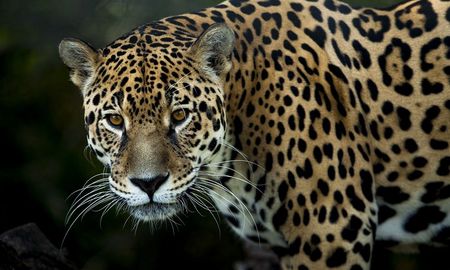 una mujer termina con el brazo destrozado por acercarse demasiado a la jaula de un jaguar para tomarse una selfie una mujer termina con el brazo destrozado por acercarse demasiado a la jaula de un jaguar para tomarse una selfie