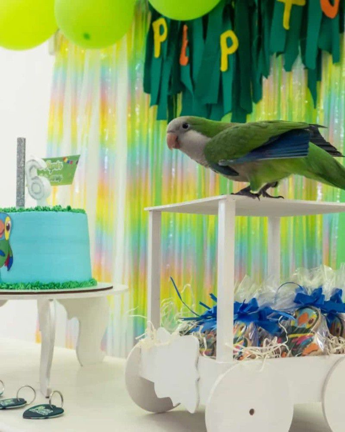 Festejaron el cumpleaños de su loro con una súper fiesta: