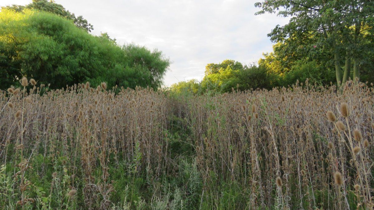 La reserva Villa Gobernador Gálvez es un ambiente natural único, en el medio de un conglomerado urbano de 1,5 millones de personas.