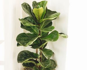 Si tu ficus lyrata tiene hojas pequeñas, estos cuidados pueden ayudarlo a crecer mejor. Si tu ficus lyrata tiene hojas pequeñas, estos cuidados pueden ayudarlo a crecer mejor.