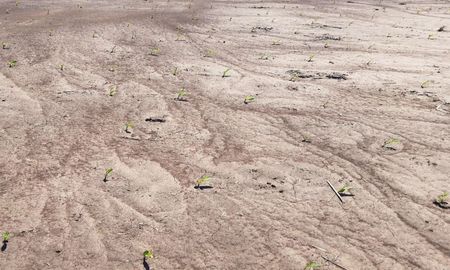 Lote con maíz temprano en proceso de erosión laminar. Centro del departamento Las Colonias. Lote con maíz temprano en proceso de erosión laminar. Centro del departamento Las Colonias.
