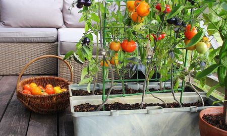 Huerta en casa: qué plantar en septiembre. Huerta en casa: qué plantar en septiembre.