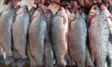 A la venta habrá Sábalos, Bagres y Bogas a precios accesibles. A la venta habrá Sábalos, Bagres y Bogas a precios accesibles.