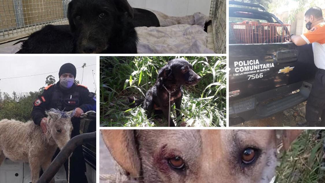 La Policía Ecológica interviene ante denuncias por delitos contra animales domésticos y silvestres. 