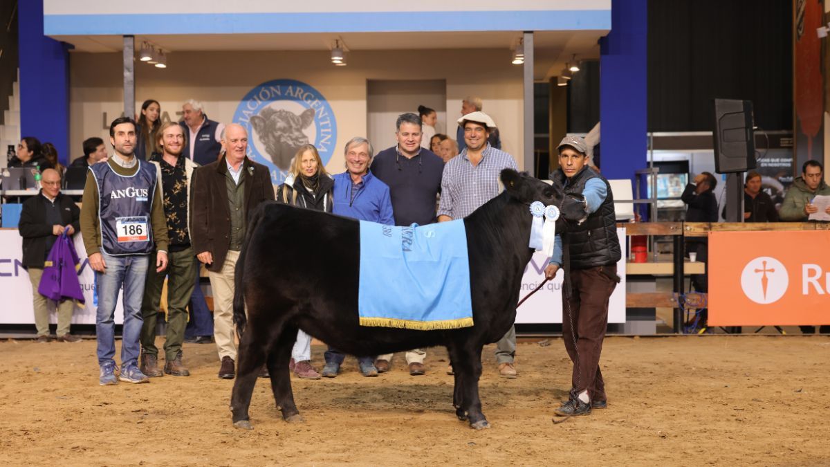 La Mejor Ternera Negra fue para el box 186 de Cabaña Don Florencio, de Oscar M. Busquet e Hijo S.A. La Mejor Ternera Negra fue para el box 186 de Cabaña Don Florencio, de Oscar M. Busquet e Hijo S.A.