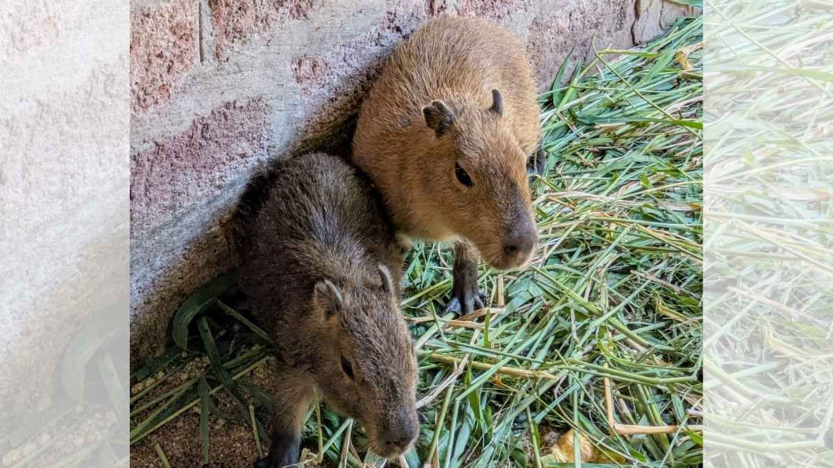 Varios animales rescatados se recuperan en el Centro de Rescate La Esmeralda.