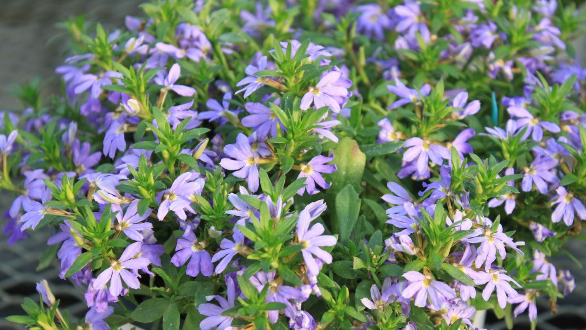 Especies que soportan el calor extremo y siguen dando color en verano.