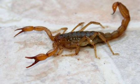 como identificar los alacranes potencialmente mortiferos y los inofensivos como identificar los alacranes potencialmente mortiferos y los inofensivos