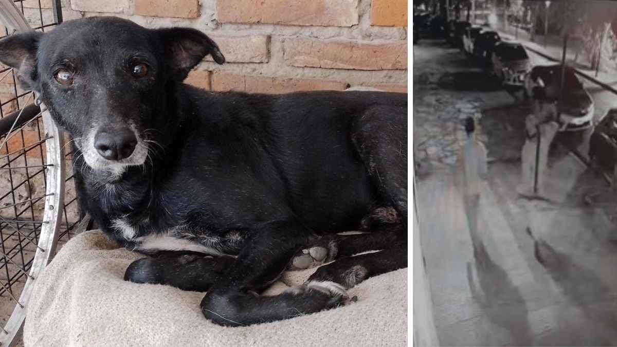 Cartucho fue asesinado por ladrones que entraron a robar a la veterinaria. En la imagen de la derecha se los ve huir acarreando un ventilador.