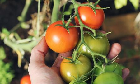 Mitos y verdades sobre la dieta del tomate