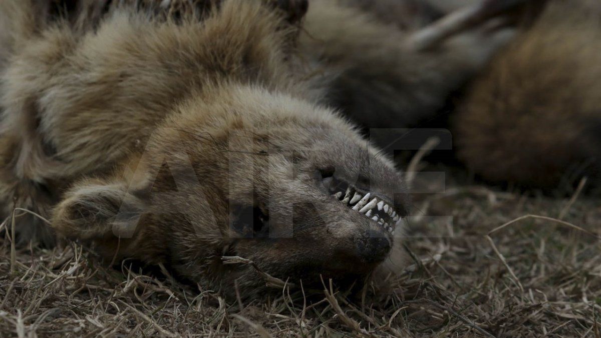 La muerte de animales salvajes y autóctonos es la cara más cruel de los incendios intencionales.