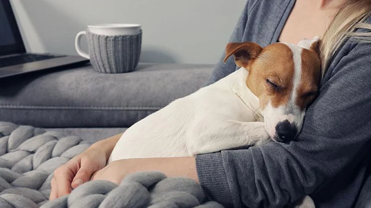 Leishmaniosis: qué es