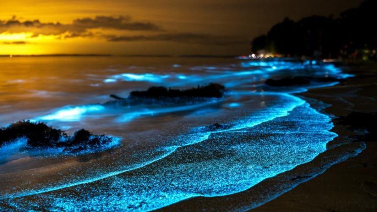 La bioluminiscencia en las costas del Caribe se produce por la concentración de microorganismos dinoflagelados que emiten energía lumínica como mecanismo de defensa ante el movimiento del agua. La bioluminiscencia en las costas del Caribe se produce por la concentración de microorganismos dinoflagelados que emiten energía lumínica como mecanismo de defensa ante el movimiento del agua.