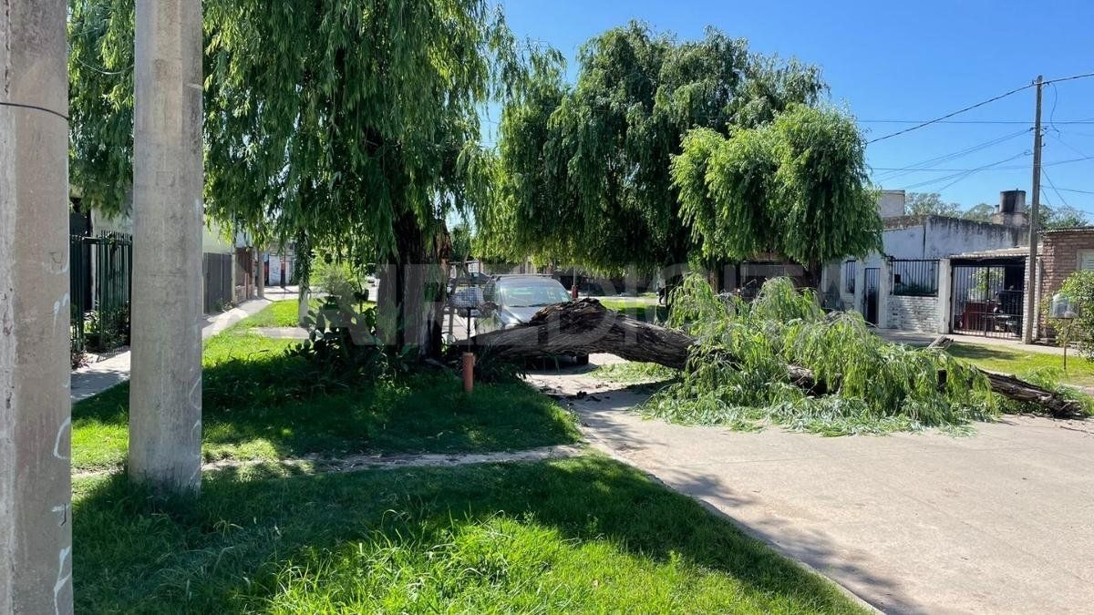 Barrio Chalet: abejas acechan desde la rama caída de un árbol