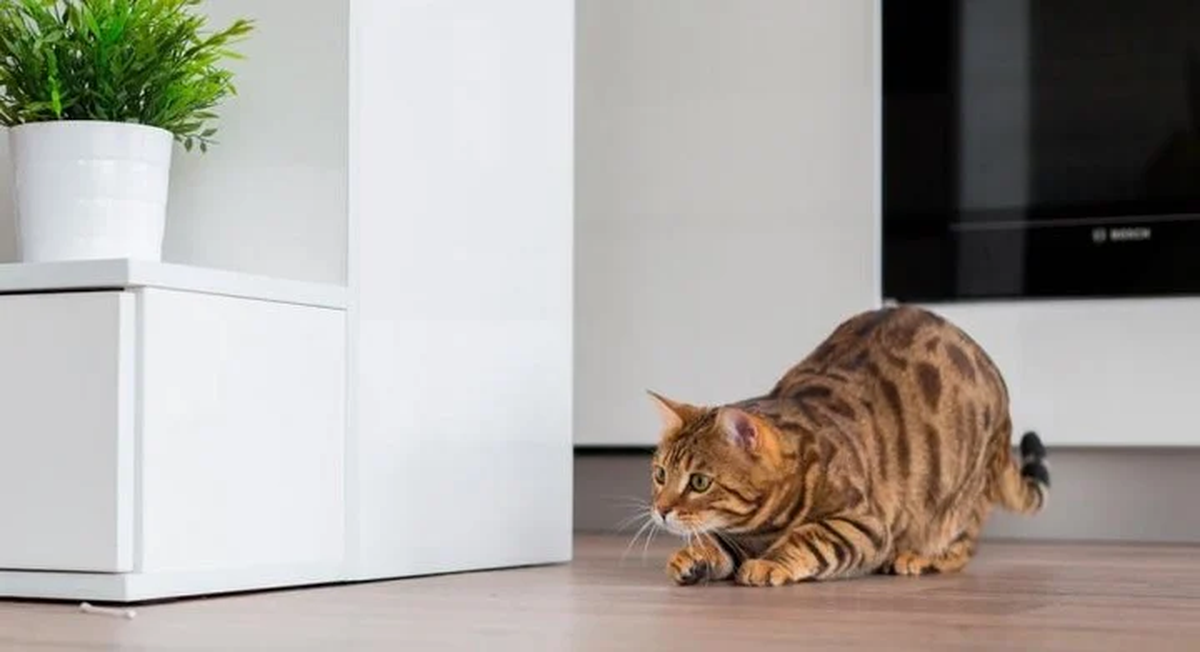 Es importante esterilizar a los felinos para prevenir la proliferación de animales callejeros que, probablemente, tendrán una pobre calidad de vida.