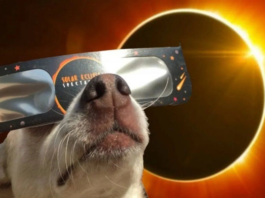 Cómo afectará a las mascotas el eclipse solar