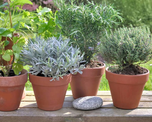 La planta de lavanda le da mucho color a tu balcón. La planta de lavanda le da mucho color a tu balcón.
