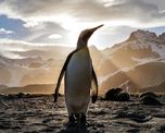 video viral: los pingüinos se aduenan de las calles vacias en sudafrica