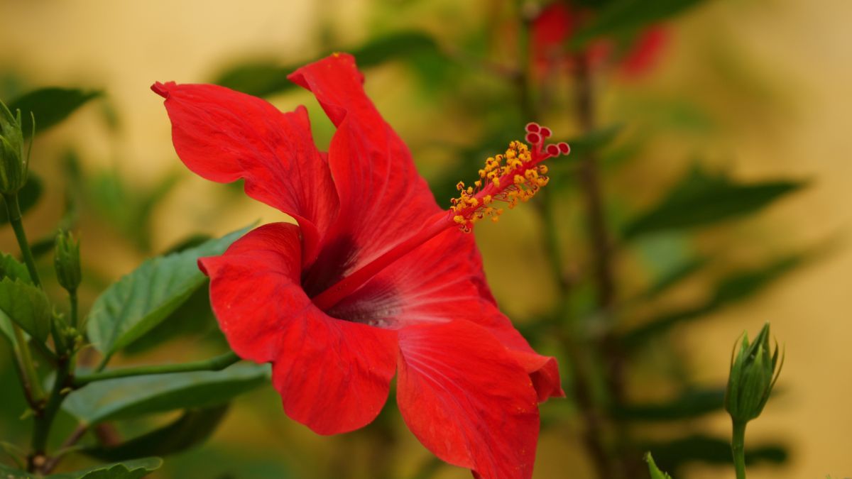 El hibisco florece todo el verano, requiere riego moderado y atrae mariposas y colibríes. El hibisco florece todo el verano, requiere riego moderado y atrae mariposas y colibríes.
