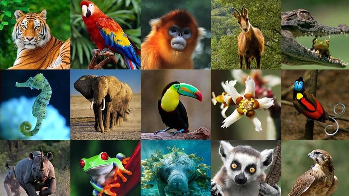 ¿Qué animal espiritual sos según tu signo del zodiaco?