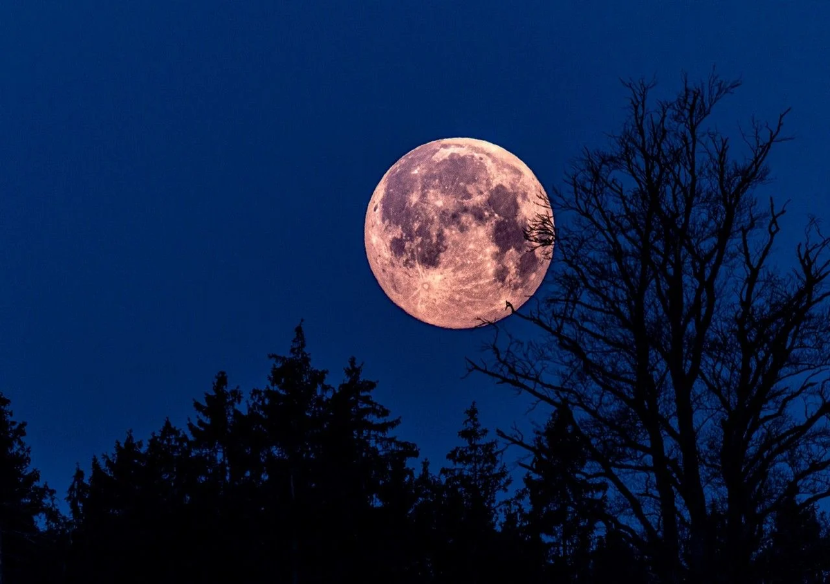 Este 23 de abril podrás disfrutar de la luna llena Rosa y, para verla, no es necesario contar con instrumentos sofisticados. Este 23 de abril podrás disfrutar de la luna llena Rosa y, para verla, no es necesario contar con instrumentos sofisticados.