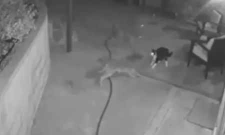 un valiente gato se abalanza sobre tres coyotes que lo rodean para atacarlo un valiente gato se abalanza sobre tres coyotes que lo rodean para atacarlo