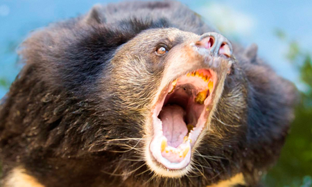 Un cazador creyó haber matado a un oso, pero cuando se acercó, el animal lo atacó y lo mató Un cazador creyó haber matado a un oso, pero cuando se acercó, el animal lo atacó y lo mató