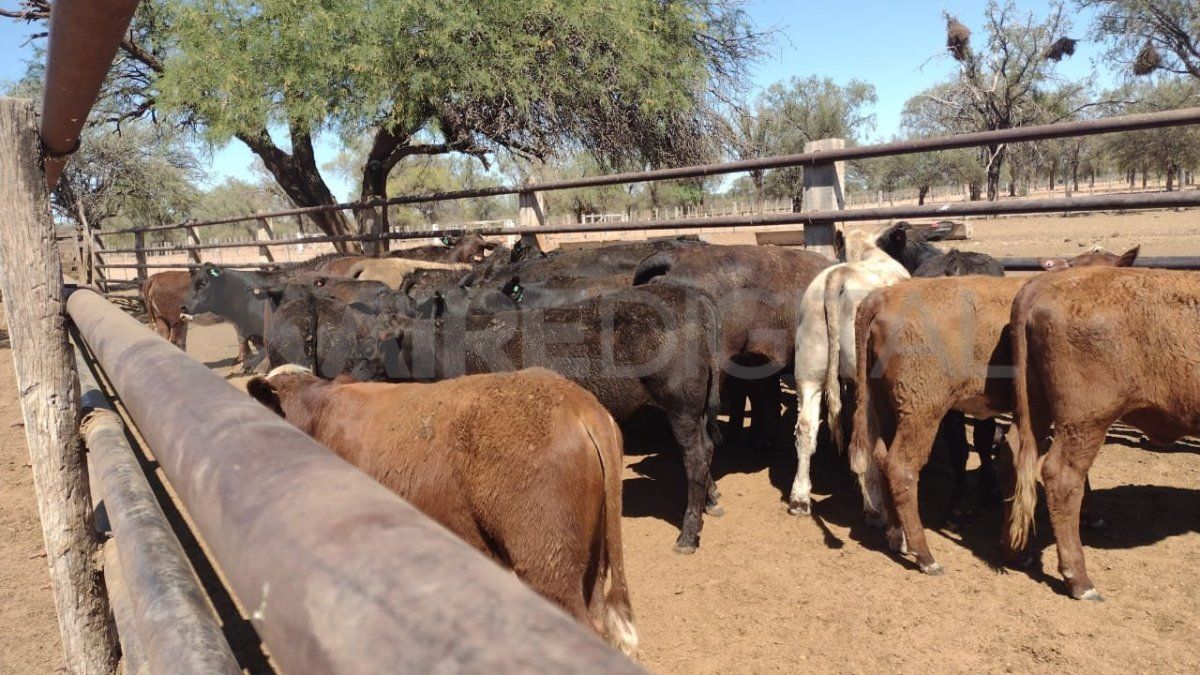 Investigan una posible estafa por la compra del ganado que fue robado de Llambi Cambpell.