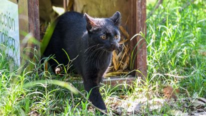 Biodiversidad: en 2025, Provincia ya liberó 460 animales silvestres en sus hábitats naturales