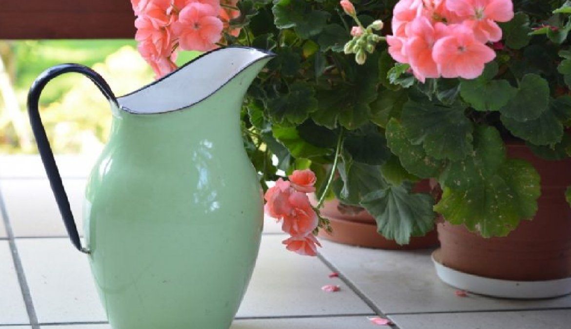 Cómo empezar tu colección de plantas