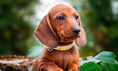 Un perro salchicha fue reconocido por primera vez como ser sintiente. Un perro salchicha fue reconocido por primera vez como ser sintiente.