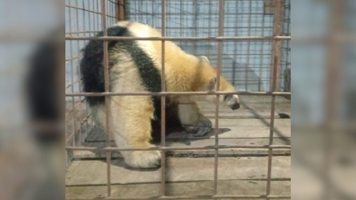 El oso melero fue trasladado a “La Esmeralda” para su recuperación y resguardo veterinario.